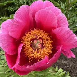 Thumbelina IMG_0879